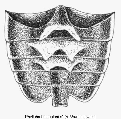 phyllobrotica_aslani_abd.gif