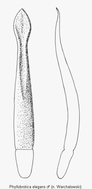 phyllobrotica_elegans.gif