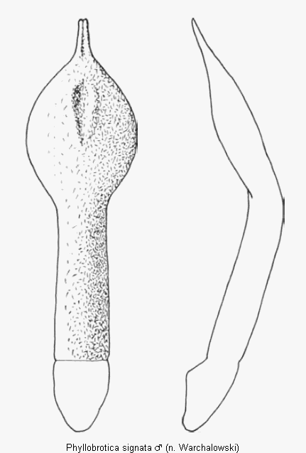 phyllobrotica_signata.gif