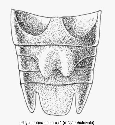 phyllobrotica_signata_abd.gif