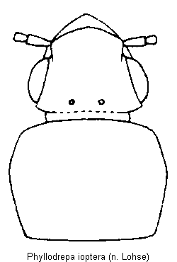phyllodrepa_ioptera_vk.gif