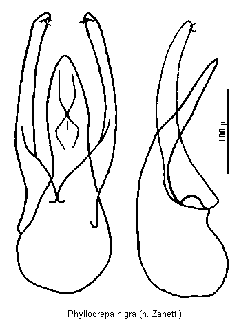 phyllodrepa_nigra.gif