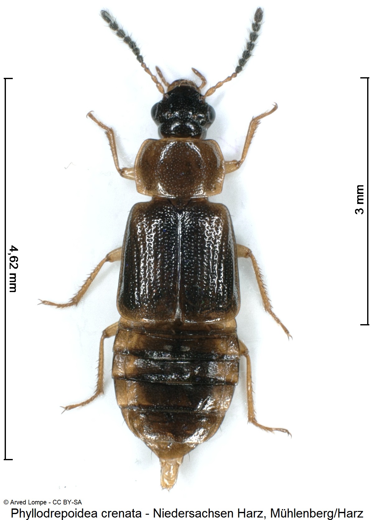 phyllodrepoidea_crenata_ck37043191_hab.jpg