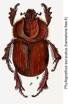 phyllognathus_excavatus_hab.jpg