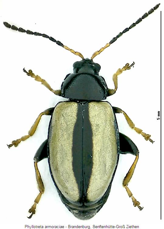 phyllotreta_armoraciae_hab.jpg
