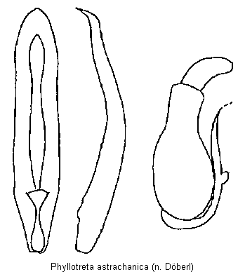 phyllotreta_astrachanica.gif