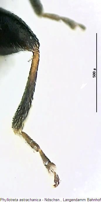 phyllotreta_astrachanica_hschn.jpg