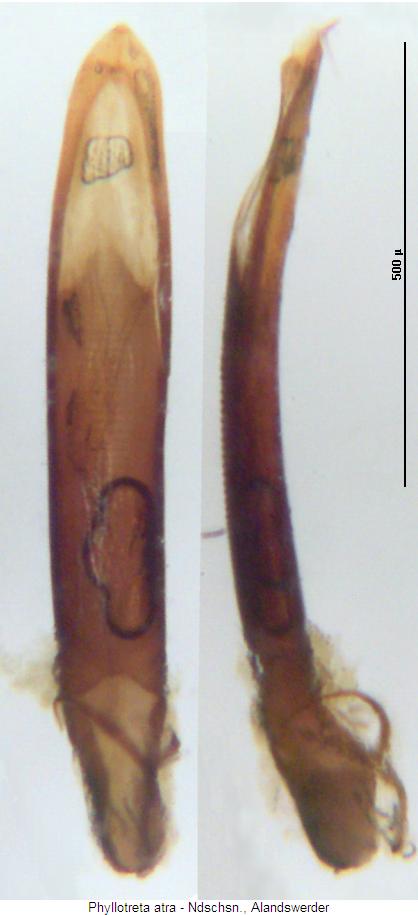 phyllotreta_atra.jpg