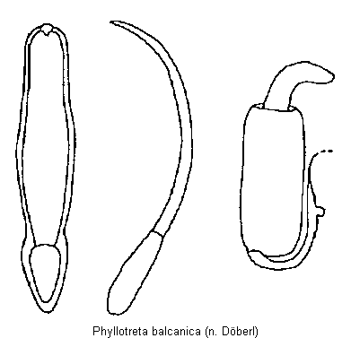 phyllotreta_balcanica.gif