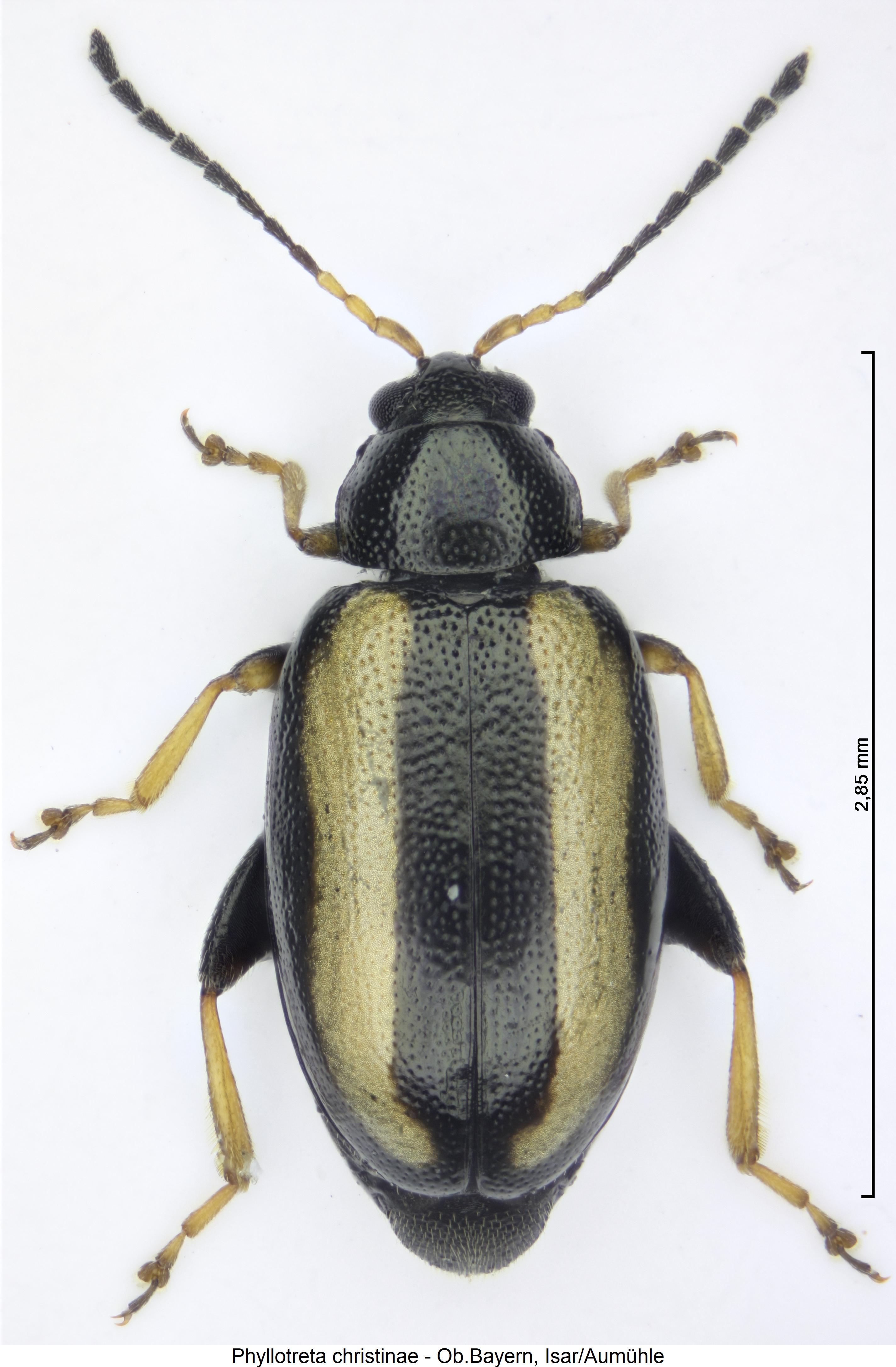 phyllotreta_christinae_hab.jpg