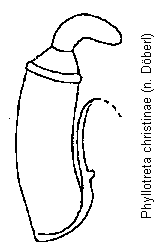 phyllotreta_christinae_sperm.gif