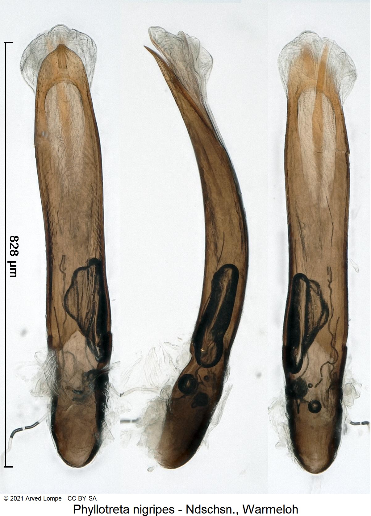 phyllotreta_nigripes1.jpg
