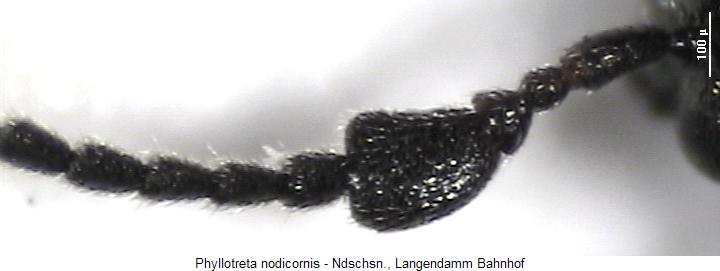 phyllotreta_nodicornis_f.jpg