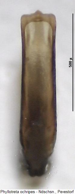 phyllotreta_ochripes.jpg