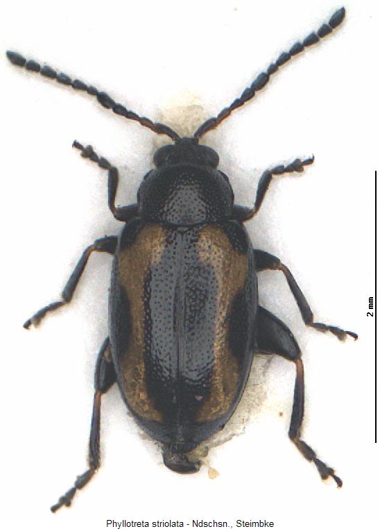 phyllotreta_striolata_hab.jpg