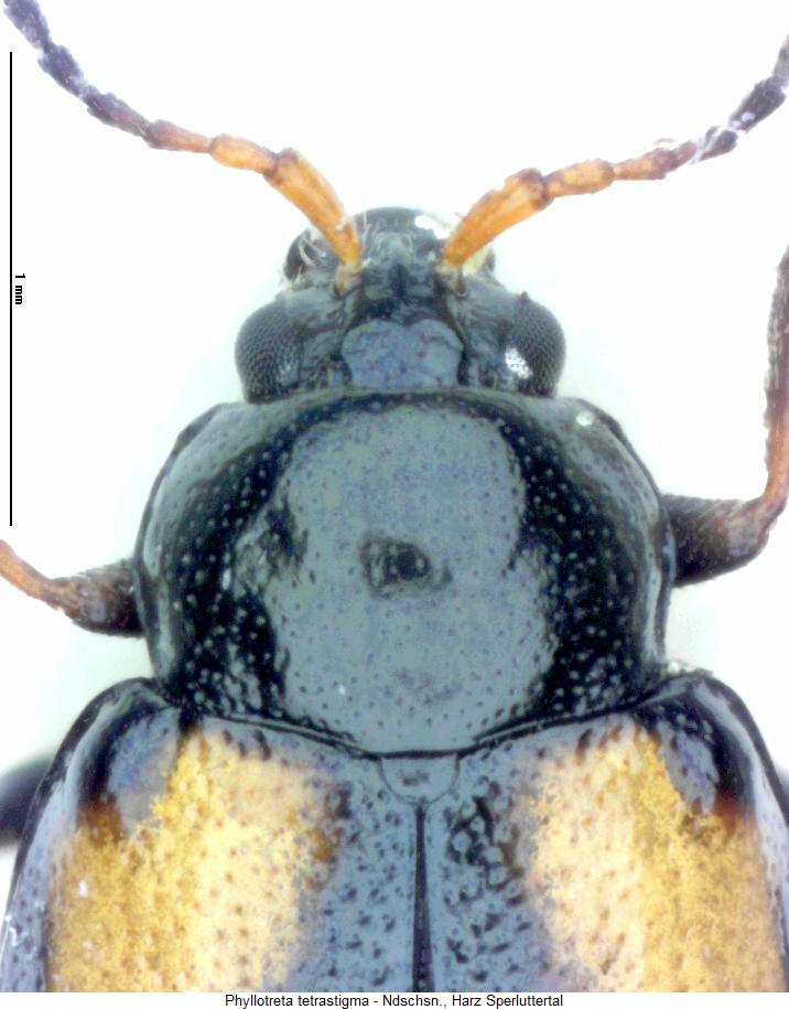 phyllotreta_tetrastigma_vk.jpg