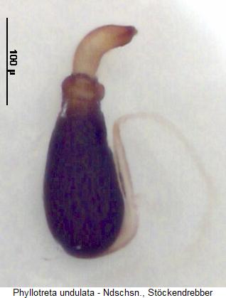 phyllotreta_undulata_sperm.jpg