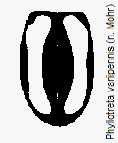 phyllotreta_variipennis_fld.gif