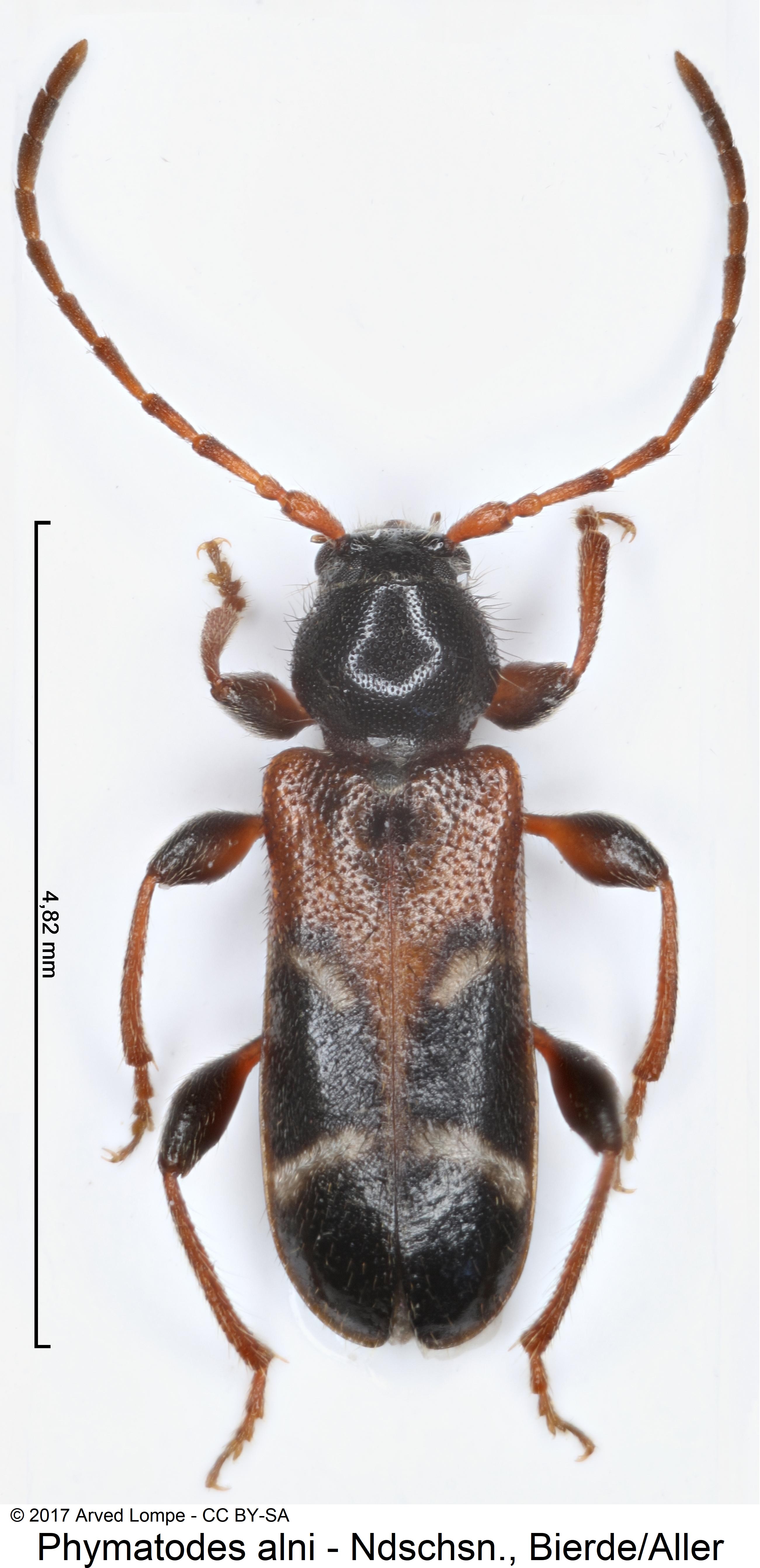 phymatodes_alni_hab.jpg