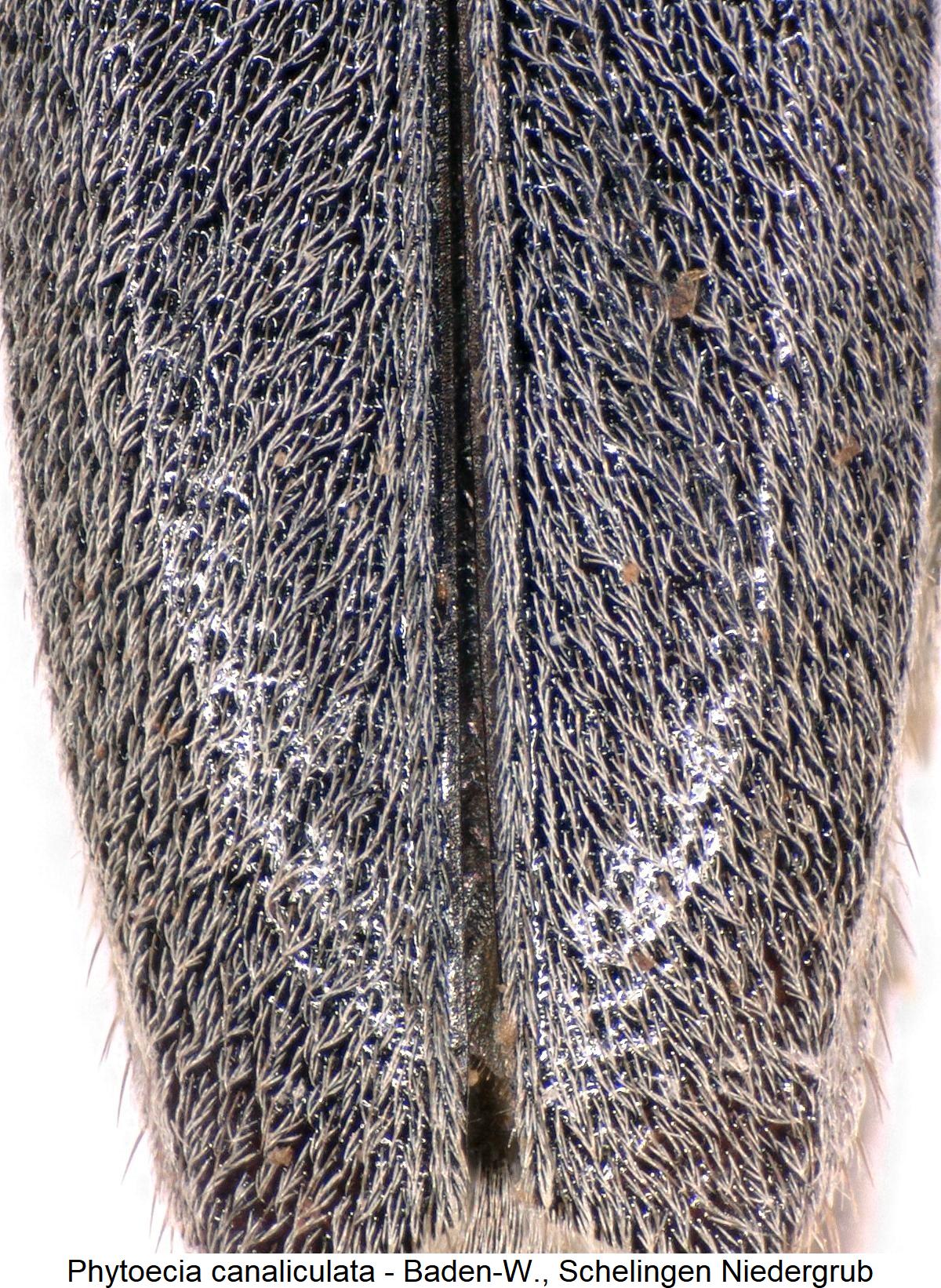 phytoecia_canaliculata_int1.jpg
