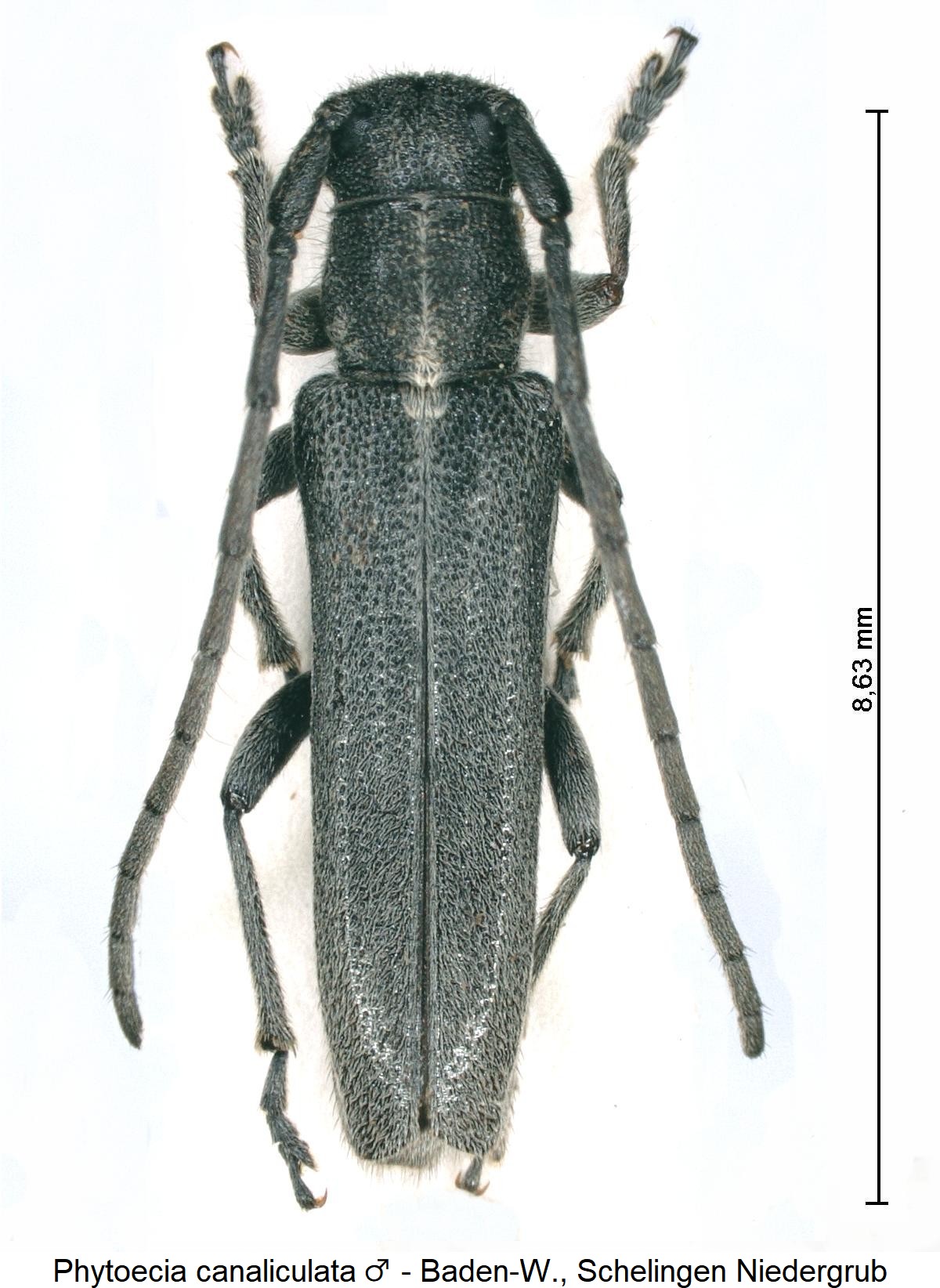phytoecia_canaliculata_m_hab.jpg
