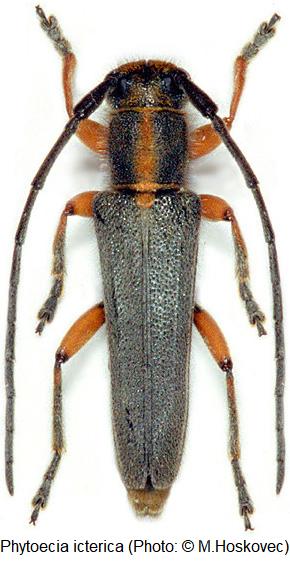 phytoecia_icterica_hab.jpg