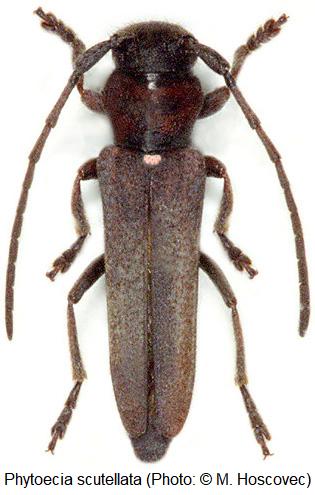 phytoecia_scutellata_hab.jpg