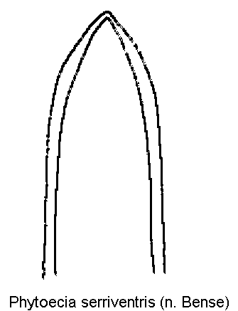 phytoecia_serriventris.gif