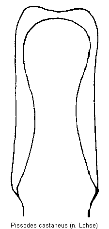 pissodes_castaneus.gif