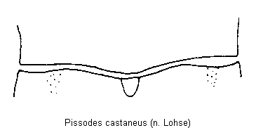 pissodes_castaneus_fld.gif