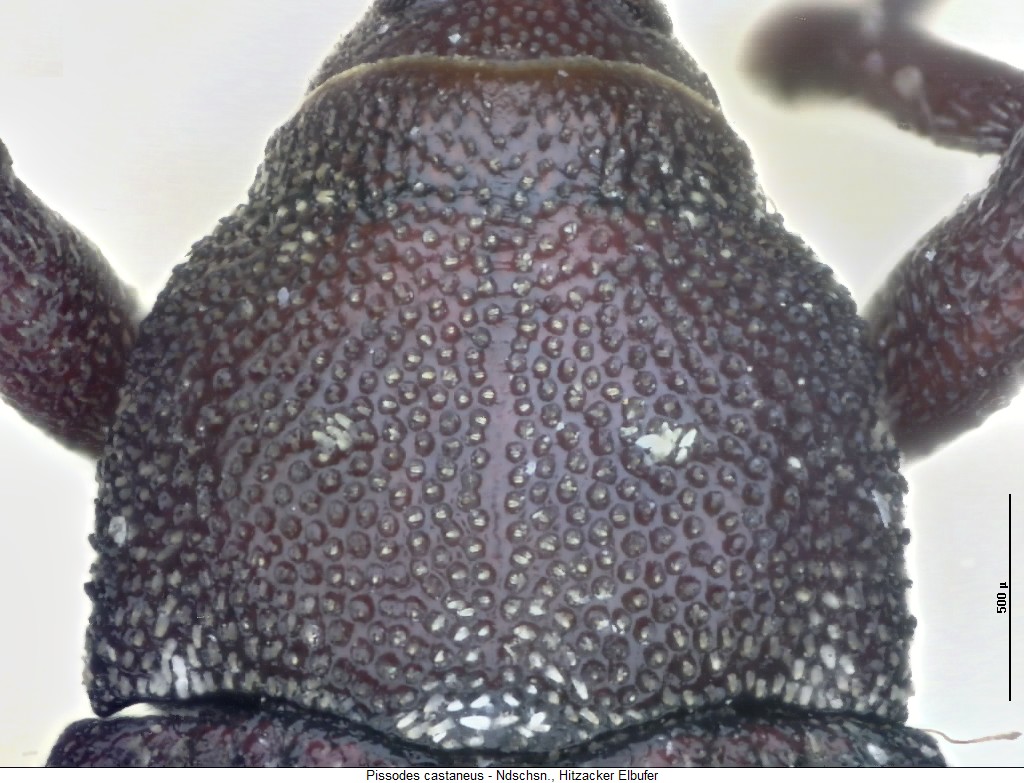 pissodes_castaneus_hsch.jpg