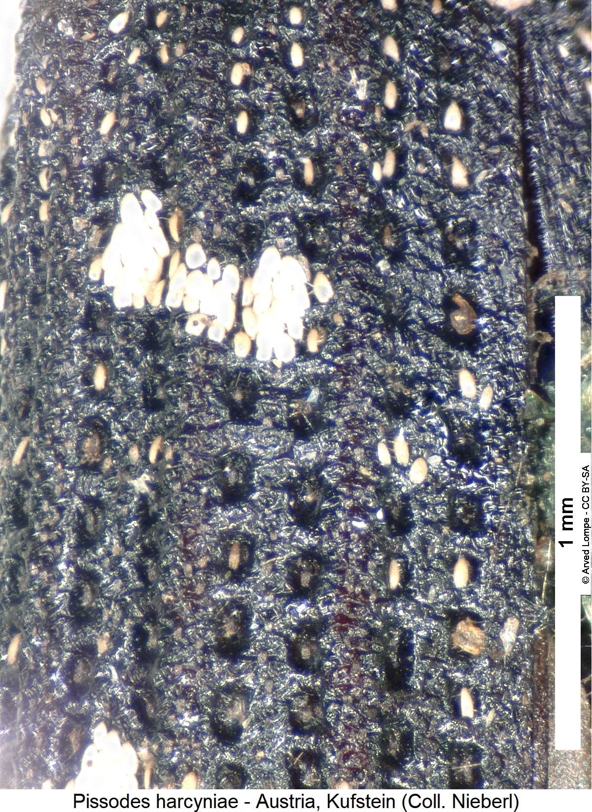 pissodes_harcyniae_fld.jpg