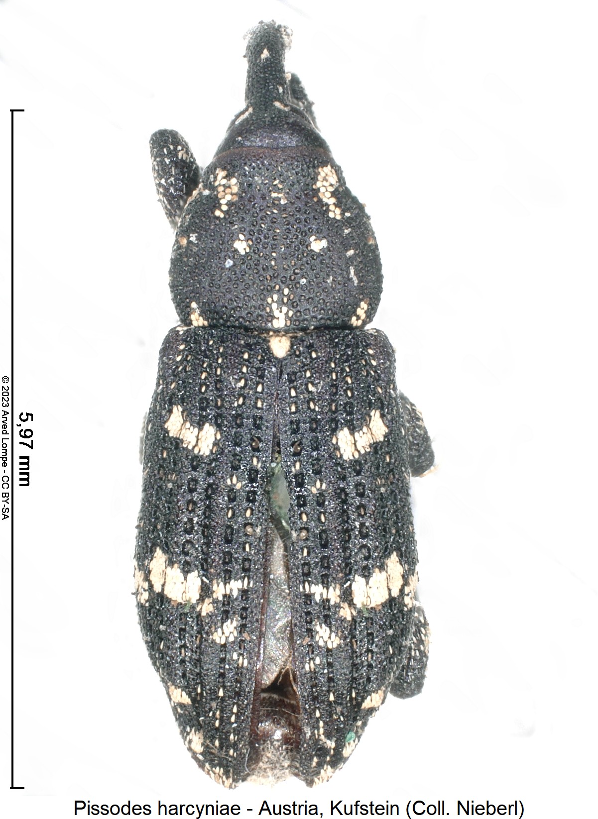 pissodes_harcyniae_hab1.jpg