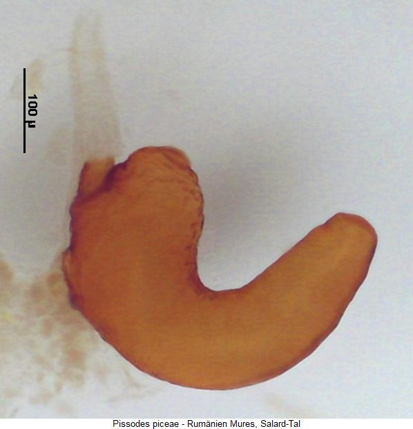 pissodes_piceae_sperm.jpg