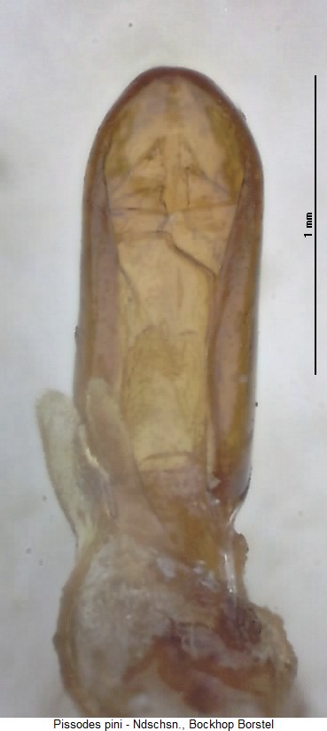 pissodes_pini.jpg