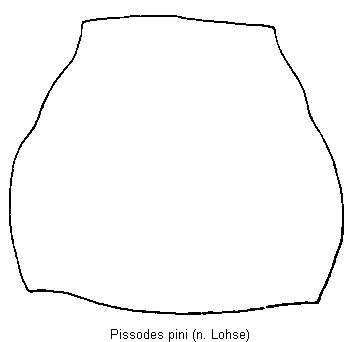 pissodes_pini2_hsch.gif