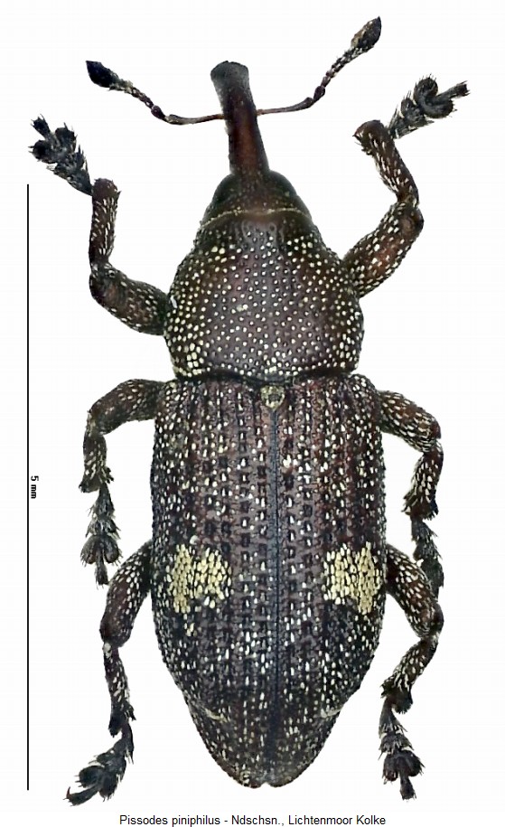 pissodes_piniphilus_hab.jpg