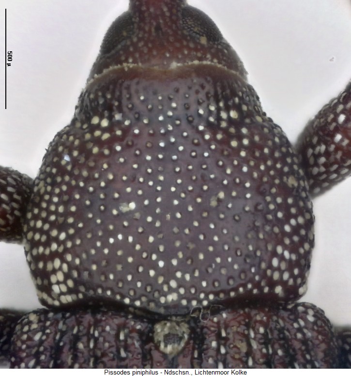 pissodes_piniphilus_hsch.jpg