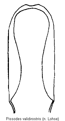 pissodes_validirostris.gif