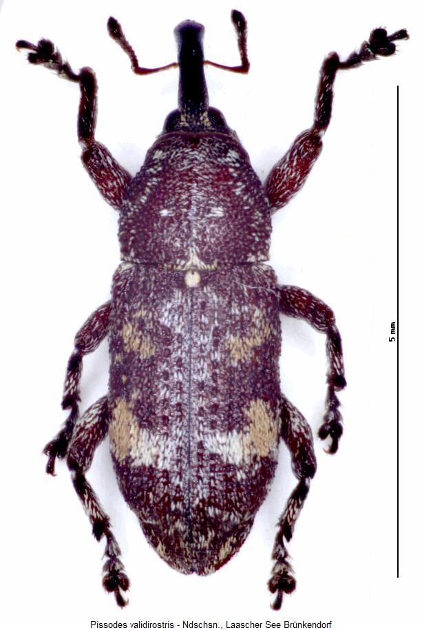 pissodes_validirostris_hab.jpg