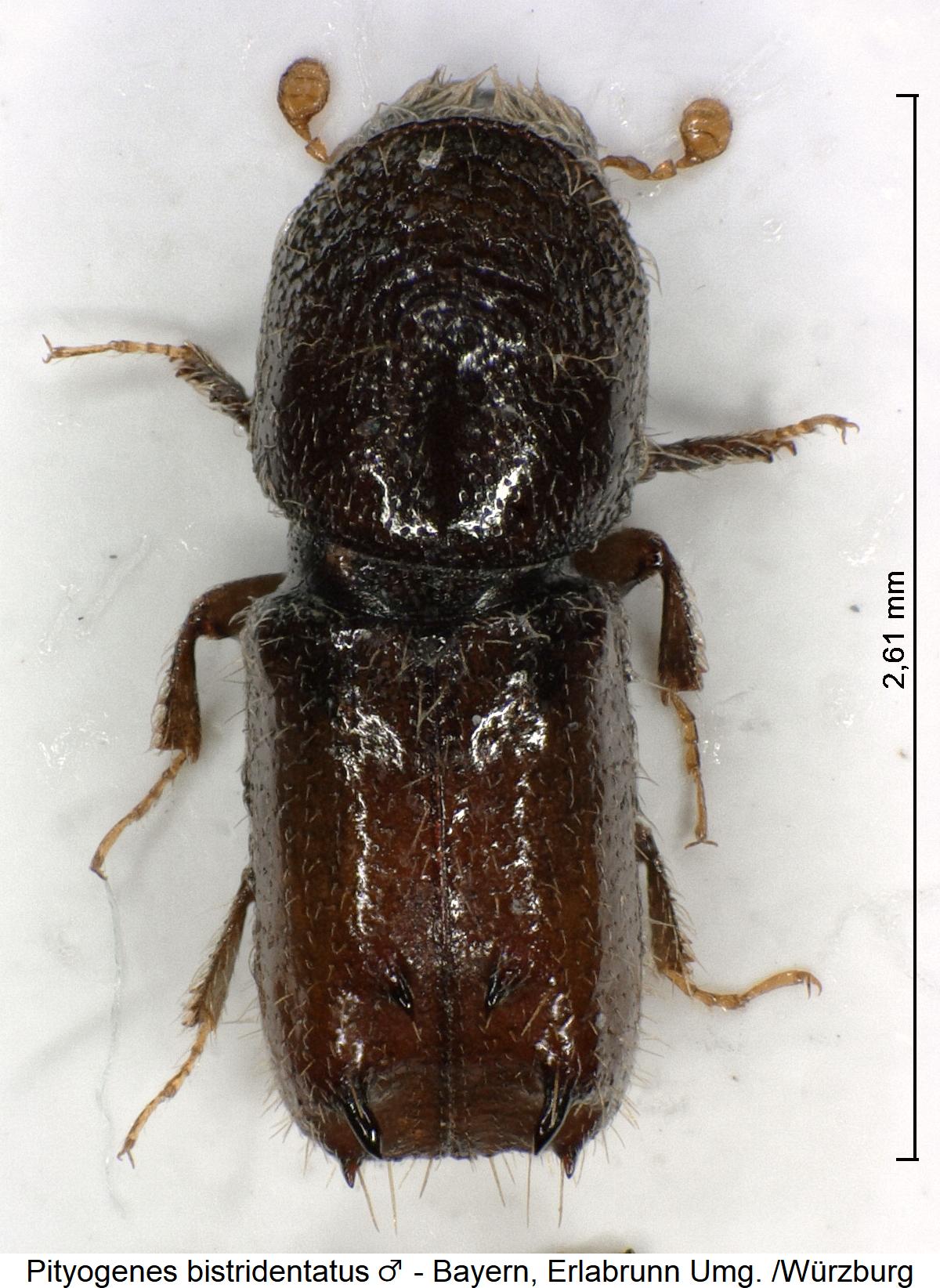 pityogenes_bistridentatus_m_hab.jpg