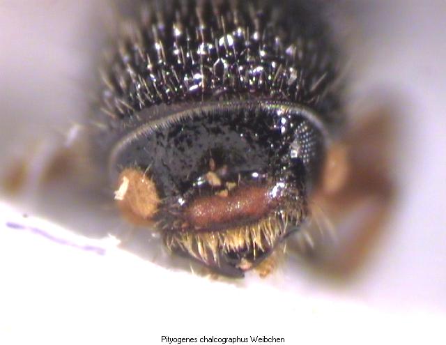 pityogenes_chalcographus_k.jpg