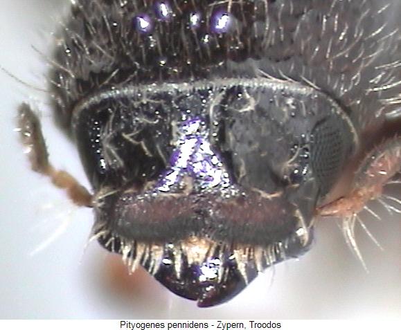 pityogenes_pennidens_k.jpg