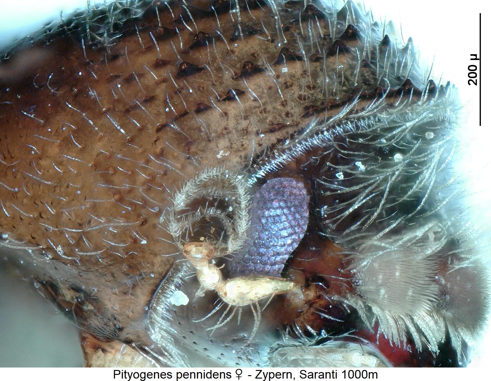 pityogenes_pennidens_w_f.jpg