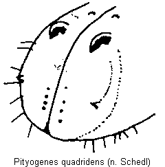 pityogenes_quadridens_fld.gif