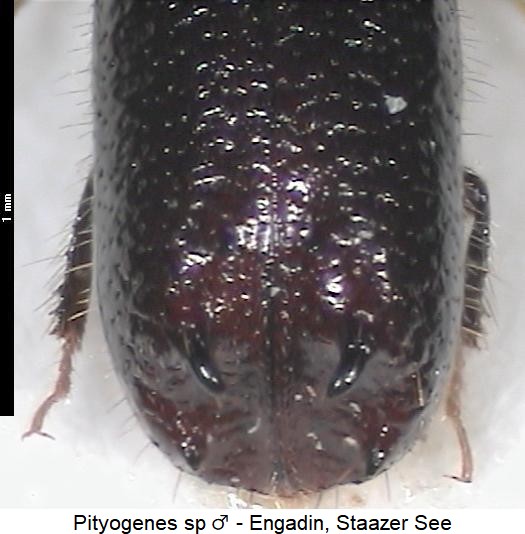 pityogenes_sp_hlb.jpg
