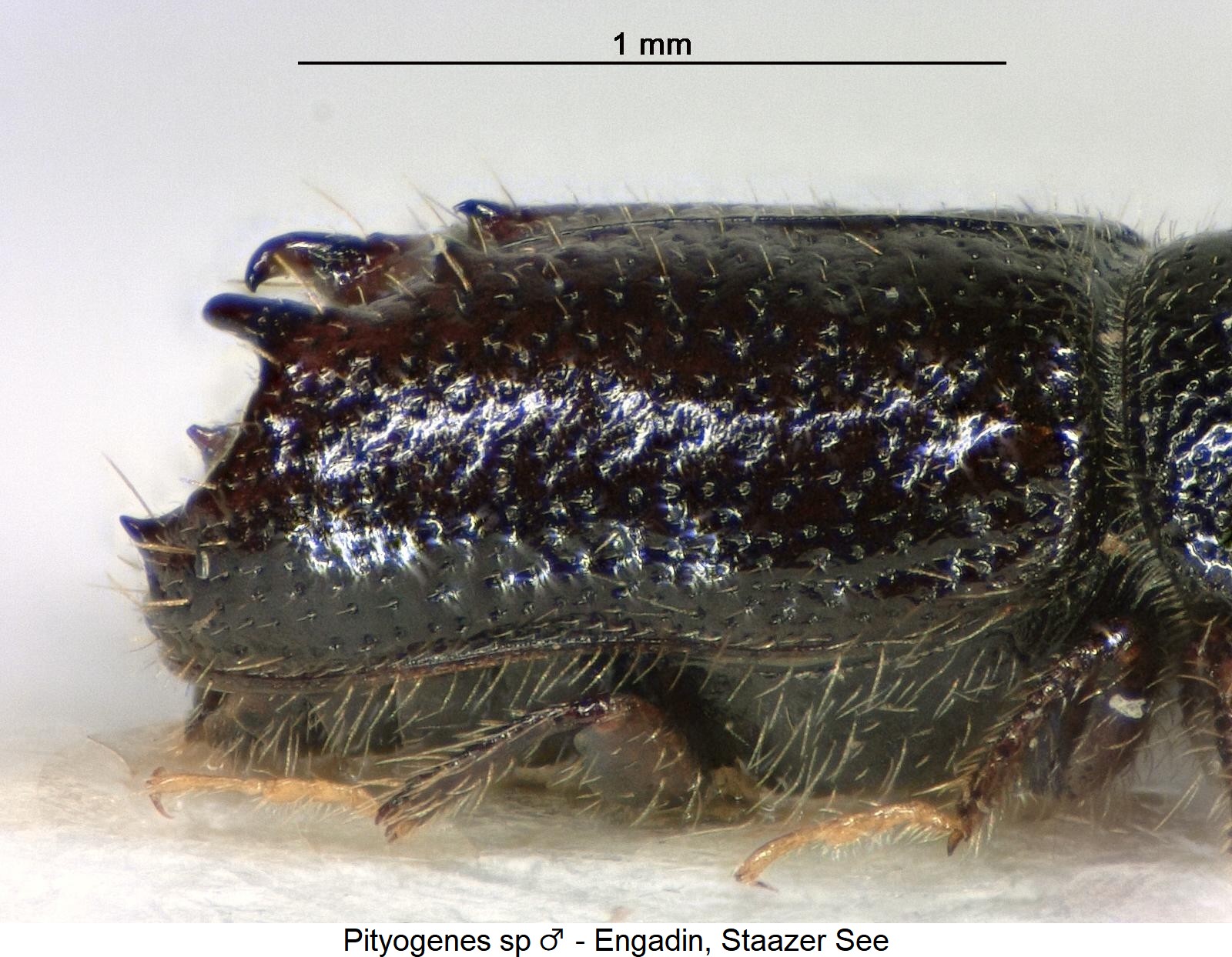 pityogenes_sp_m_sa1.jpg