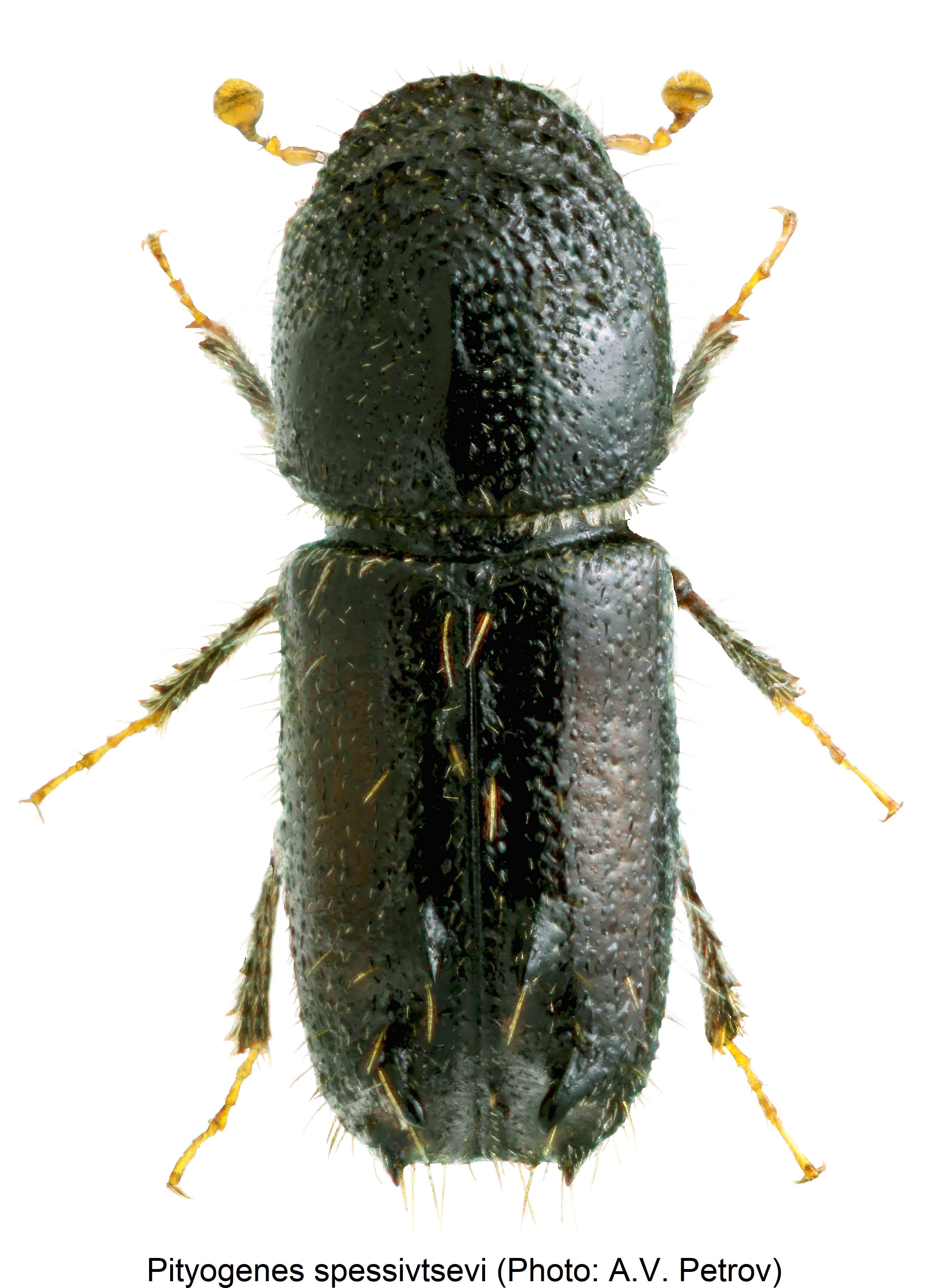 pityogenes_spessivtsevi_hab.jpg