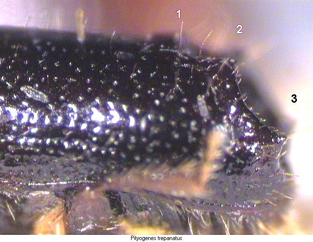 pityogenes_trepanatus_fld.jpg