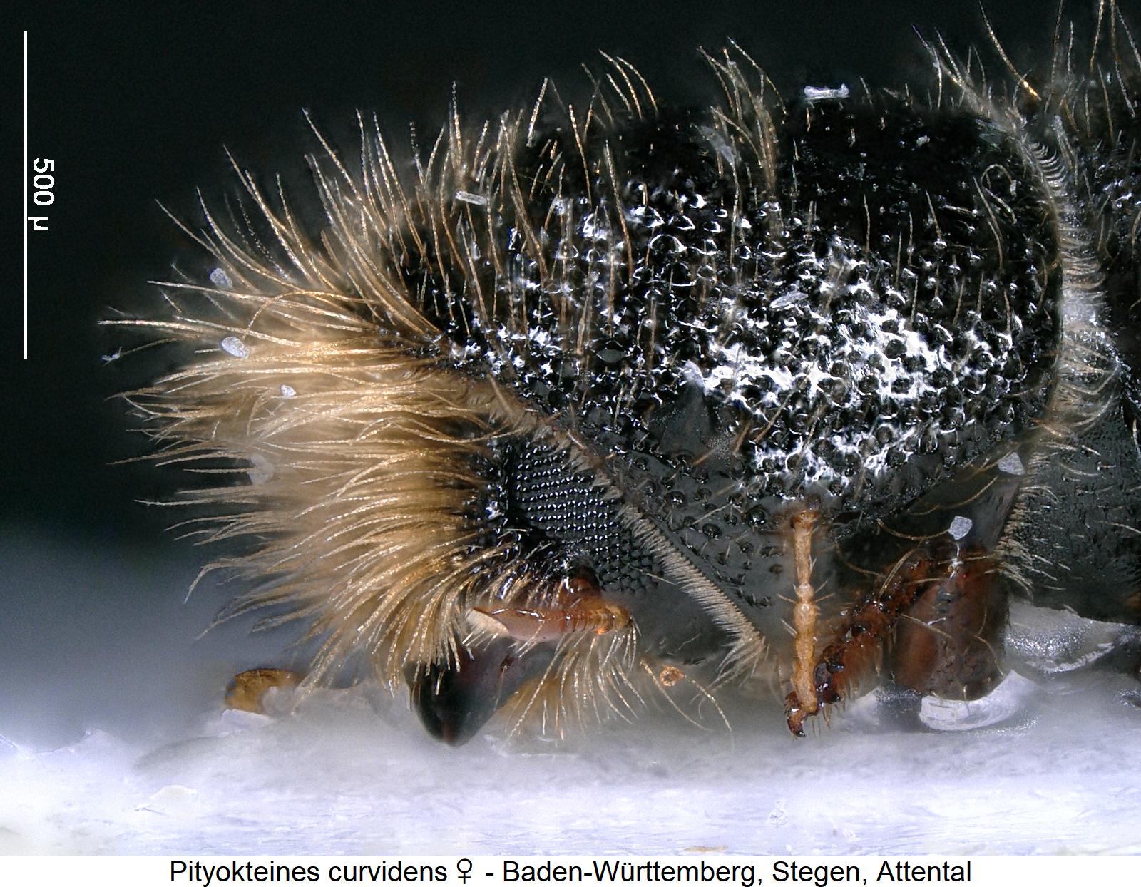 pityokteines_curvidens_w_vk.jpg